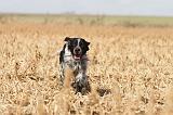 SETTER ANGLAIS 128